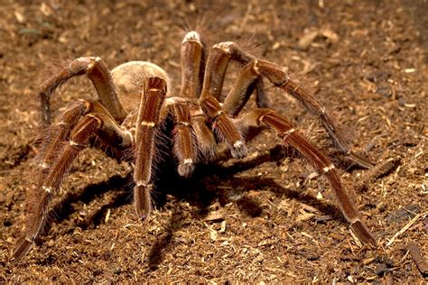 Tarantula | San Diego Zoo Animals & Plants