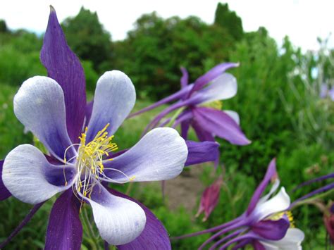 Fotos Gratis Naturaleza P Rpura P Talo Primavera Nica Flora