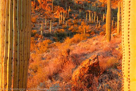 Tucson Mountain Park | Photos by Ron Niebrugge