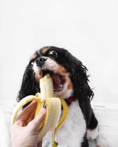 5 REASONS YOU SHOULD BE SPOILING YOUR DOG WITH BANANAS – CavLife