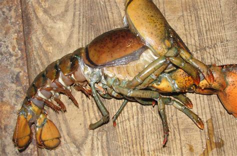 Lobster Anatomy Understanding The Basics Of Lobster Lingo