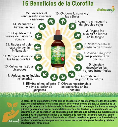 Propiedades y Beneficios de la Clorofila