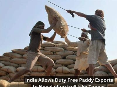 India Allows Duty Free Paddy Exports To Nepal Of Up To 6 Lakh To By