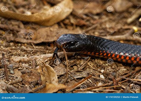 Red Bellied Black Snake Pseudechis Porphyriacus Species Of Elapid