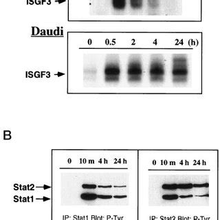 Kinetics Of Ifn Response In Fs And Daudi Cells A Cytoplasmic