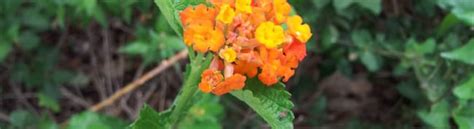 Texas Lantana - Garden Style San Antonio