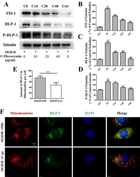 C Phycocyanin Promoted Mitochondrial Fusion Proteins Mfn1 Mfn2 And