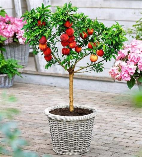 Alberi Da Frutta Nani I Pi Adatti Per Il Tuo Balcone O Giardino