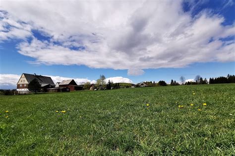 German Hermit Meadow Spring Free Photo On Pixabay Pixabay