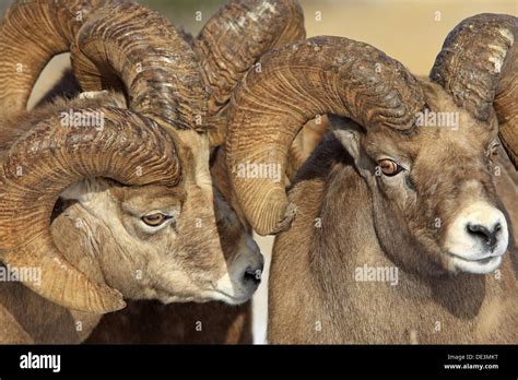 Rocky Mountain Bighorn Sheep Ovis Canadensis Canadensis Jasper