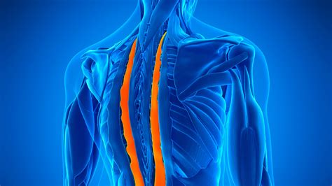 relieving muscle knots    elevate rehabilitation