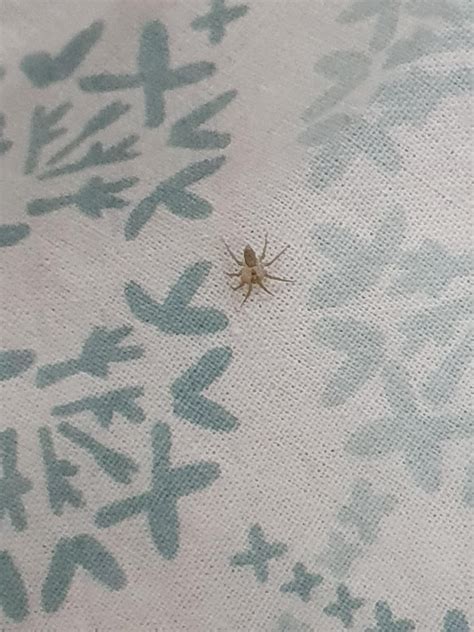 Found two tiny spiderlings(?) in my bed. They do look a bit recluse-y