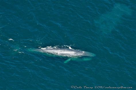 aerial view of a Blue Whale – Mendonoma Sightings