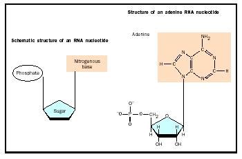 RNA - Biology Encyclopedia - body, different, organisms, DNA, life ...