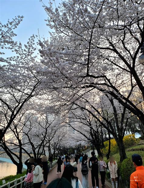 서울 잠실 벚꽃 명소 석촌호수 둘레길 산책 호수벚꽃축제 정보 석촌호수 벚꽃 시보드뉴스