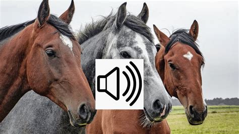 Horse Sound Effect 🐴 Youtube