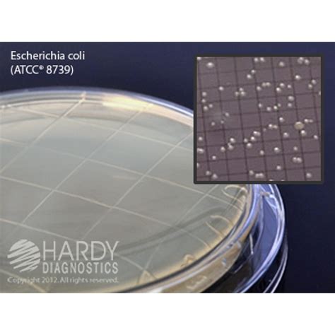 Hardy Diagnostic P32 Dry Culture Media R2a Agar Contact Plate 100 Day