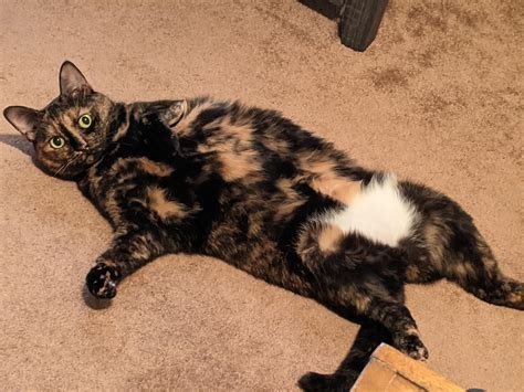 Best Bikini Bottoms Images On Pholder Imsorryjon Spongebob And Shylily