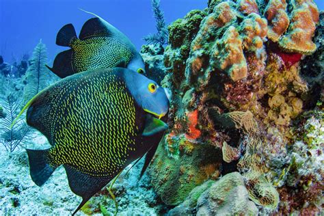 Scuba Diving In Providenciales And The Caicos Islands Zublu