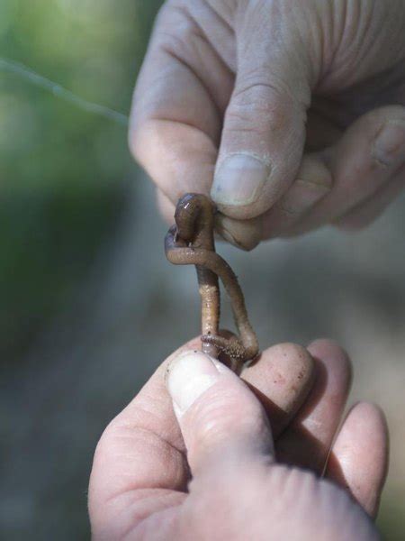How To Catch A Sucker Fish Gone Outdoors Your Adventure Awaits