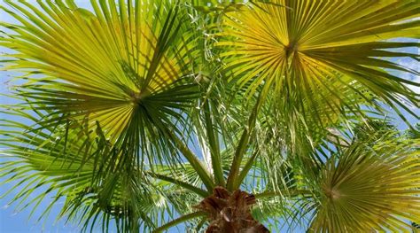 10 Different Types Of Palm Trees And Where To Find Them Worldatlas