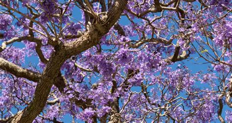 Professional Report on Jacaranda Tree Care in Brisbane