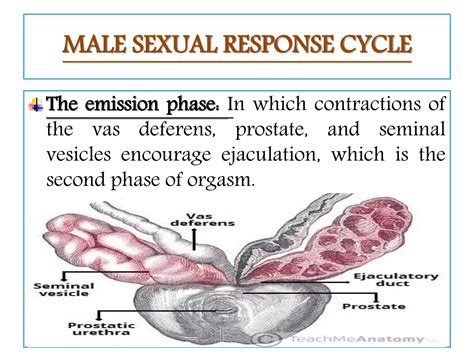 Human Sexuality And Human Sexual Response Cycle Ppt