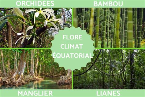 Climat Quatorial D Finition Caract Ristiques Flore Et Faune