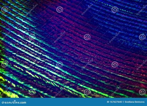 Macrophotography of a Bird`s Feather with Multicolored Reflections ...