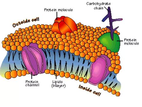 Ppt Fluid Mosaic Model Powerpoint Presentation Free Download Id2110219