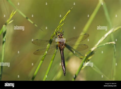 Downy Emerald Dragonfly Perched In Tall Grass Stock Photo Alamy