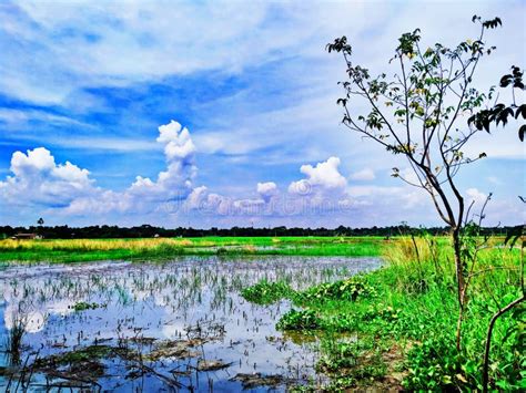 Natural Beauty in Village. Bangladesh Stock Photo - Image of beauty, natural: 206830438