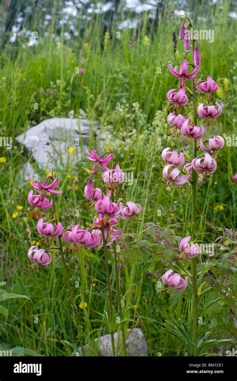 Lilium Martagon Turkscap Lily Martagone Stock Photo Alamy