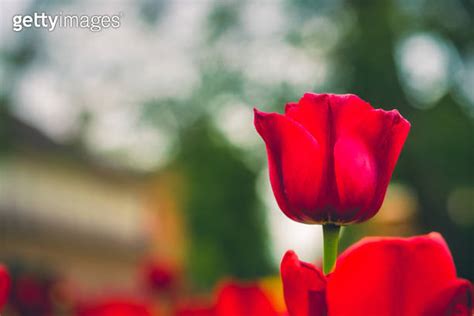 A Row Of Blooming Tulips In The Park