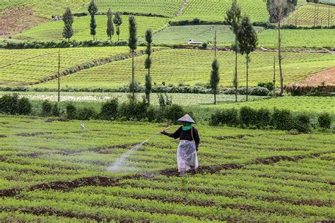 Petani Di Jawa Timur Keluhkan Kebijakan Pemerintah Yang Membatasi Pupuk