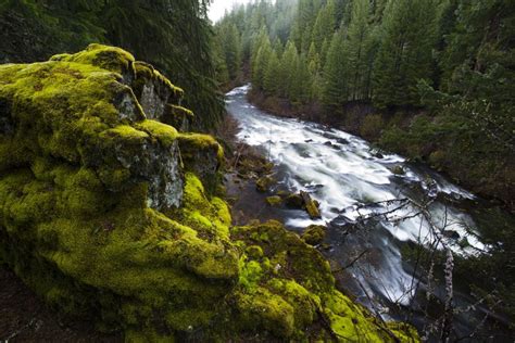 Upper Rogue River Running Through Forested Canyon In Siskiyou National