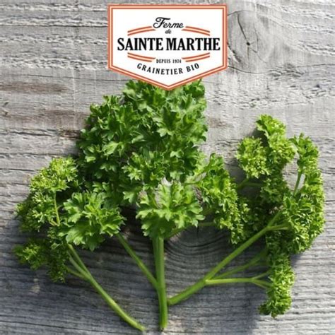 Graines De Persil Fris Vert Fonc Bio La Ferme De Sainte Marthe