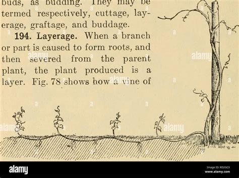 cuttage  res stock photography  images alamy