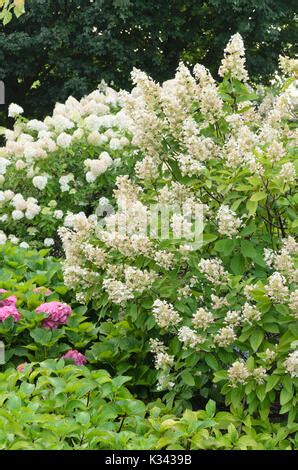 Chaste Tree Vitex Vitex Agnus Castus Leaves Stock Photo Alamy