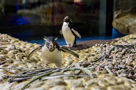 WATCH: Penguins building nests at Shedd Aquarium - ABC7 Chicago