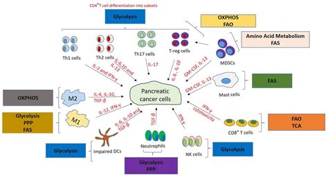 Interaction Between The Metabolic Pathways And The Immune Cell Network