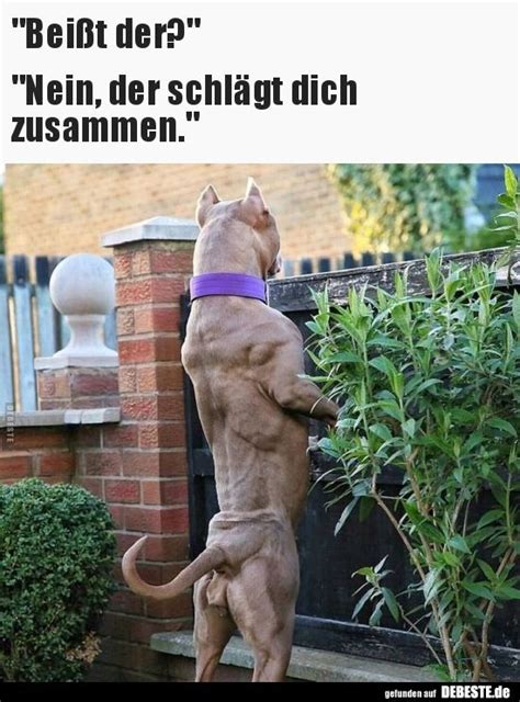 Humor Witze Lustige Sprueche Bilder Kostenlos