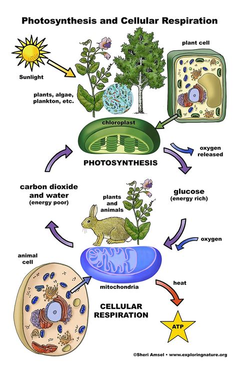 Photosynthesis and Cellular Respiration - Poster (11x17")