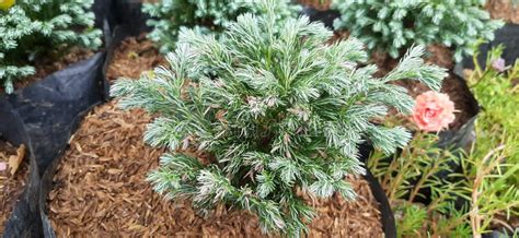 Beautiful And Stunning Ornamental Plants Stock Image Image Of
