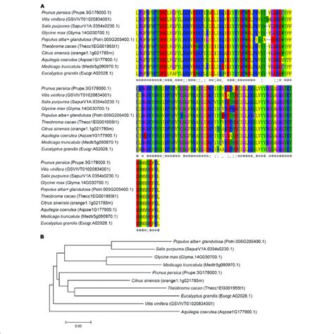 Amino Acid Sequence Alignment And Phylogenetic Tree Analysis Of Nacs