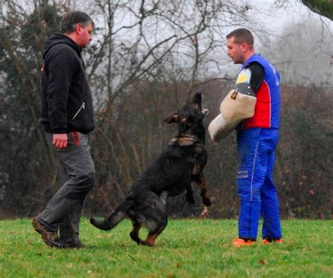 Accueil Elevage Du Normont Eleveur De Chiens Et Chiots Berger