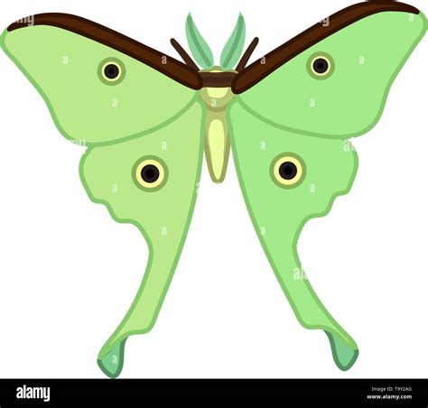 Caricatura Del Insecto Vector Clip Art Mariposa Polilla Luna Imagen