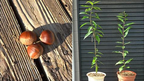 スーパーで買った栗を植えたら1年後に92cmまで成長した How to grow chestnut from store bought