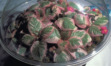 Episcia ‘pink Dreams Gesneriad Reference Web