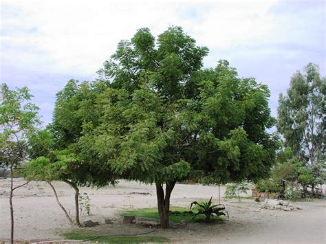 Arbol De Neem Arból De Neem